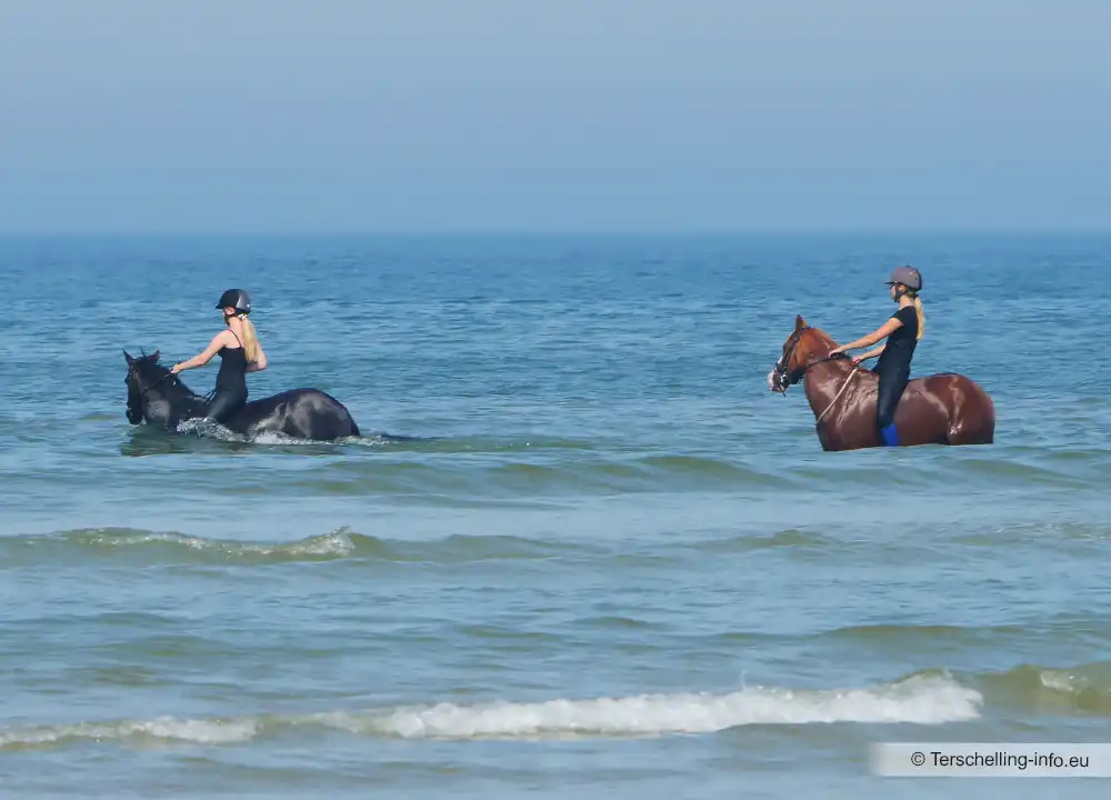 Zwemmen met de paarden in de Noordzee