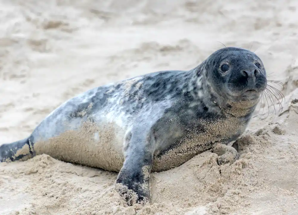 Zeehond op Terschelling