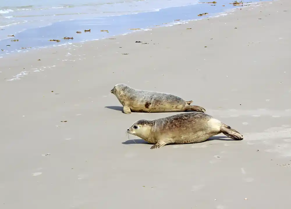 Zeehonden op strand Terschelling